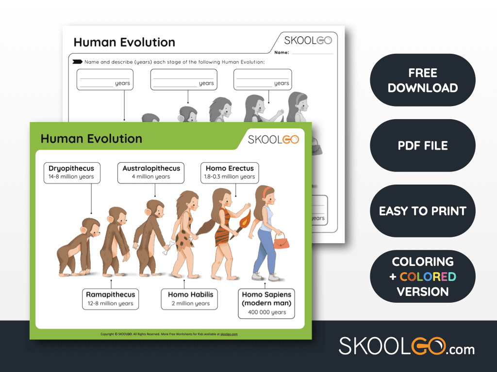 Human Evolution Free Worksheet SKOOLGO Worksheets Library