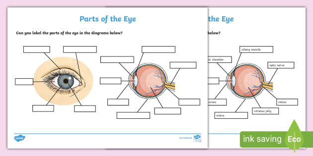 FREE! - Label Parts of the Eye Worksheet | Sense of Sight
