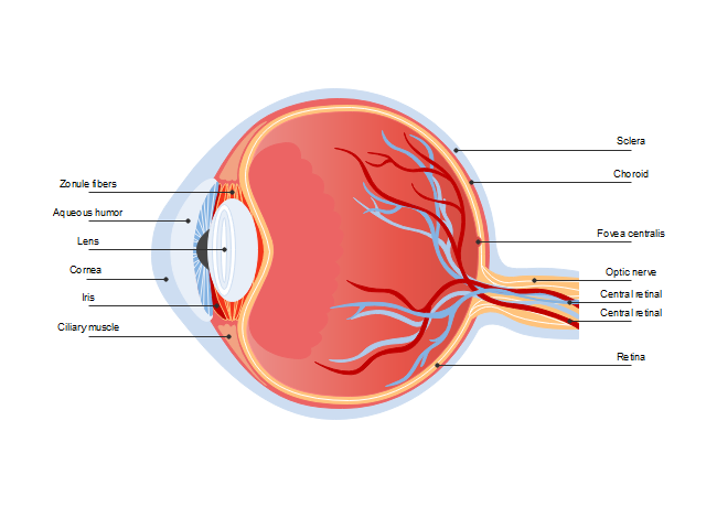 Eye Diagram | Free Eye Diagram Template