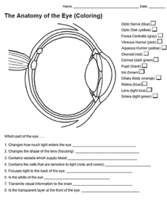 Anatomy of the Eye (Coloring)