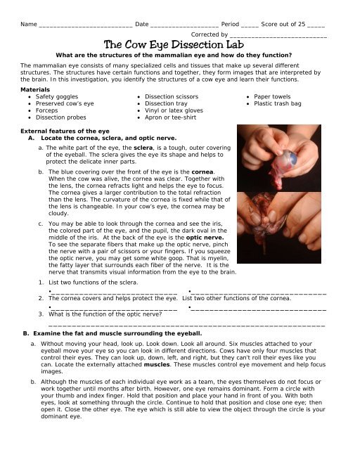 The Cow Eye Dissection Lab C Levesque Worksheets Library