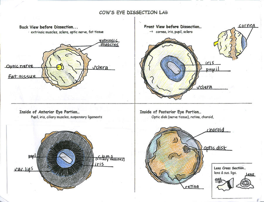 Cow Eye Dissection Guide Home Science Tools Worksheets Library