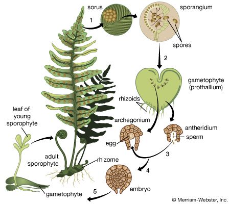 fern life cycle - Students | Britannica Kids | Homework Help