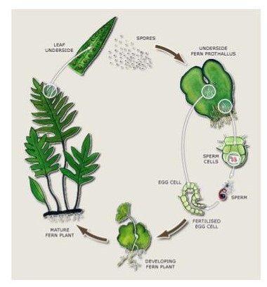 Ferns Worksheets | Taxonomy, Ecology, Uses, Ancient Origins