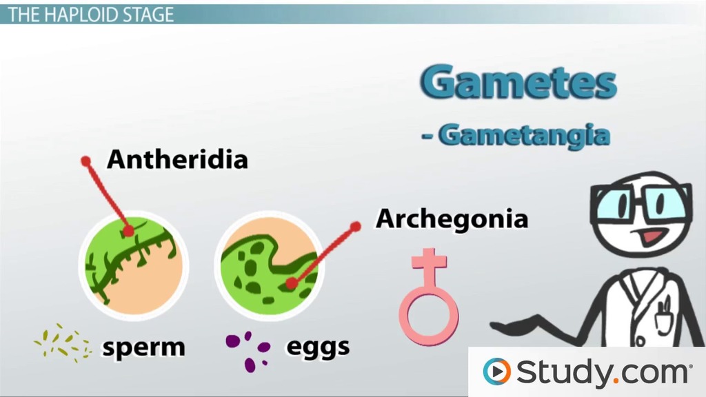 fern life cycle worksheet
