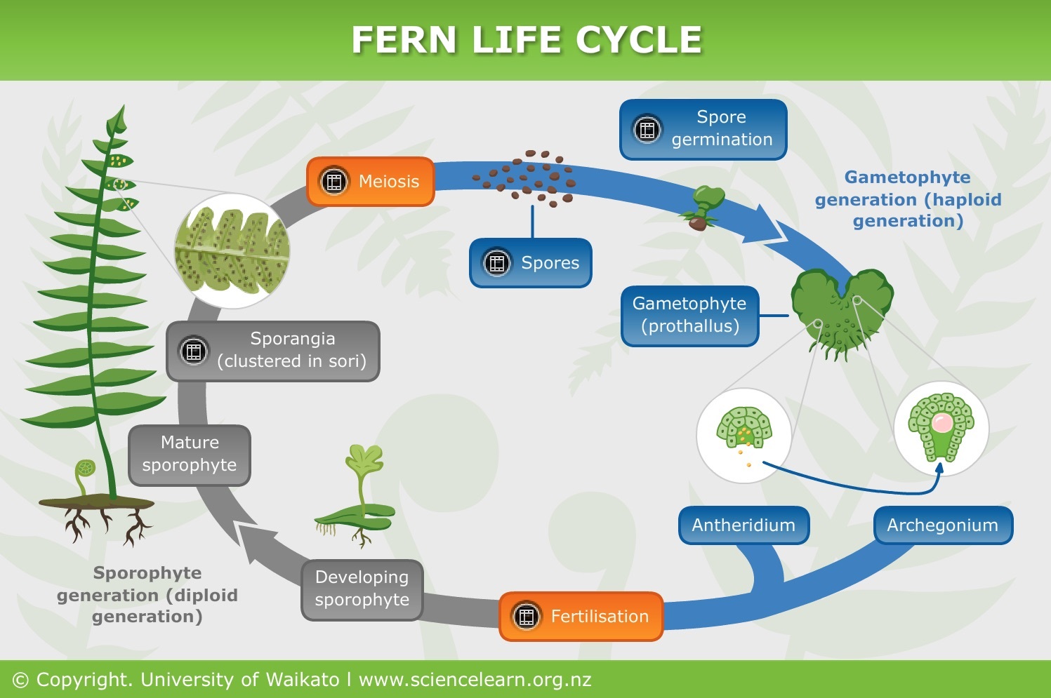 fern life cycle worksheet