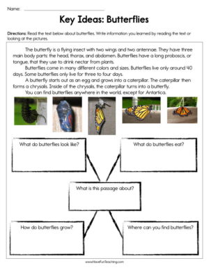 Key Ideas Butterflies Worksheet  