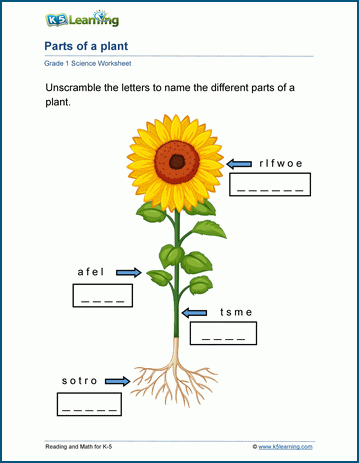Grade 1 Plants Worksheets | Worsheets library