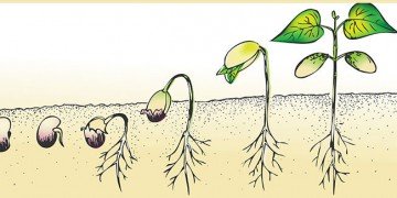All about plants. First Grade Science Worksheets and Answer keys ...