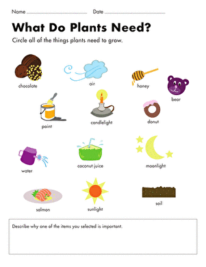 Free Plant Parts &  Functions Worksheets: Preschool to 2nd Grade