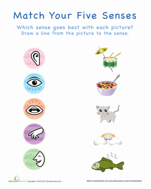 Your Five Senses: Matching 1 | Interactive Worksheet 