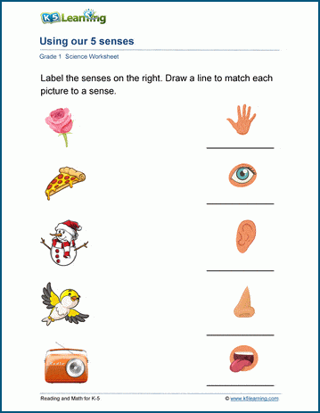 Using Our 5 Senses Worksheet | Worsheets library