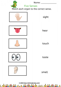five senses worksheet pdf