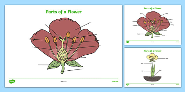 flower anatomy worksheet answers