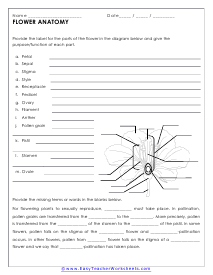 flower anatomy worksheet answers