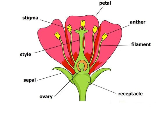 Anatomy of a Flower — Adventures in the Schoolhouse