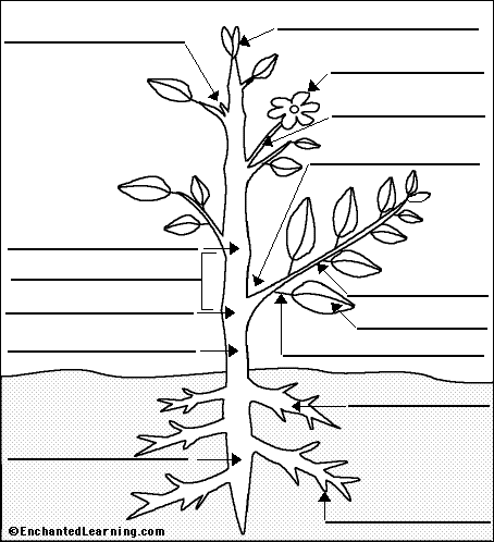 Label Flowering Plant Anatomy Glossary - EnchantedLearning.com