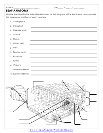 flower anatomy worksheet