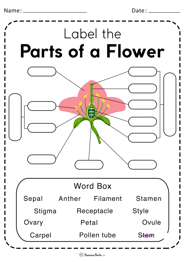 Parts of a Flower Worksheets - Free Printable
