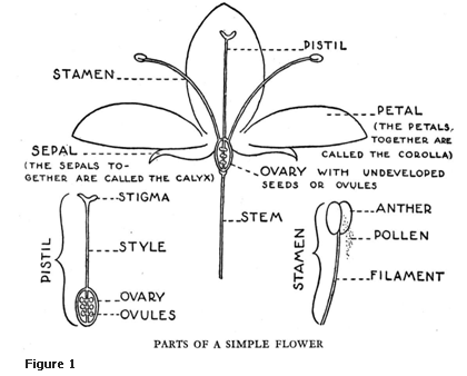 flower basics worksheet answers