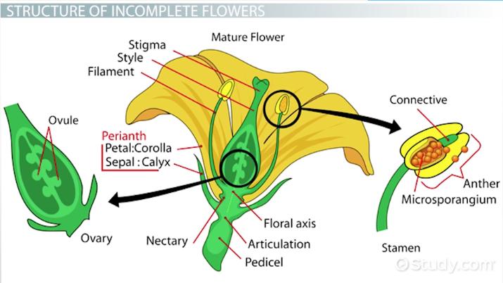 flower basics worksheet answers