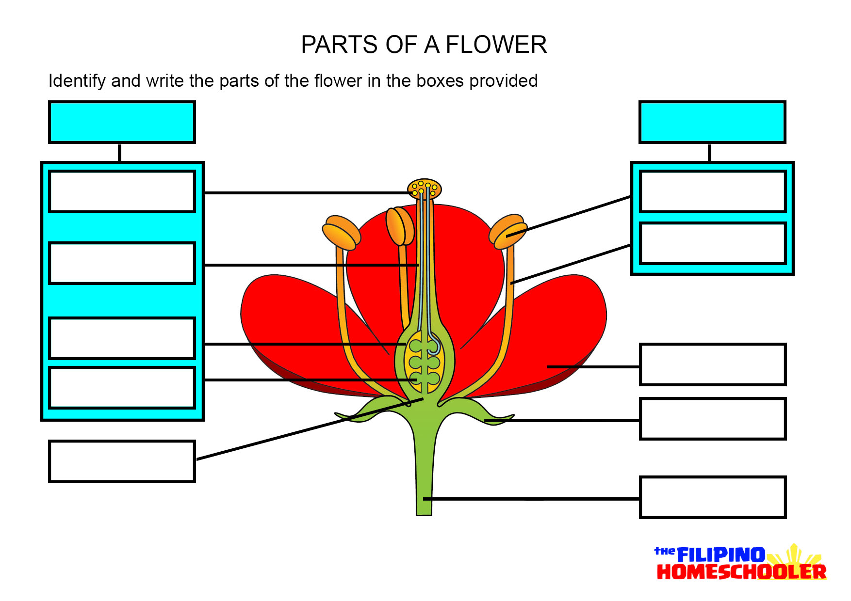 Grade 5 Parts of A Flower Worksheets 2024