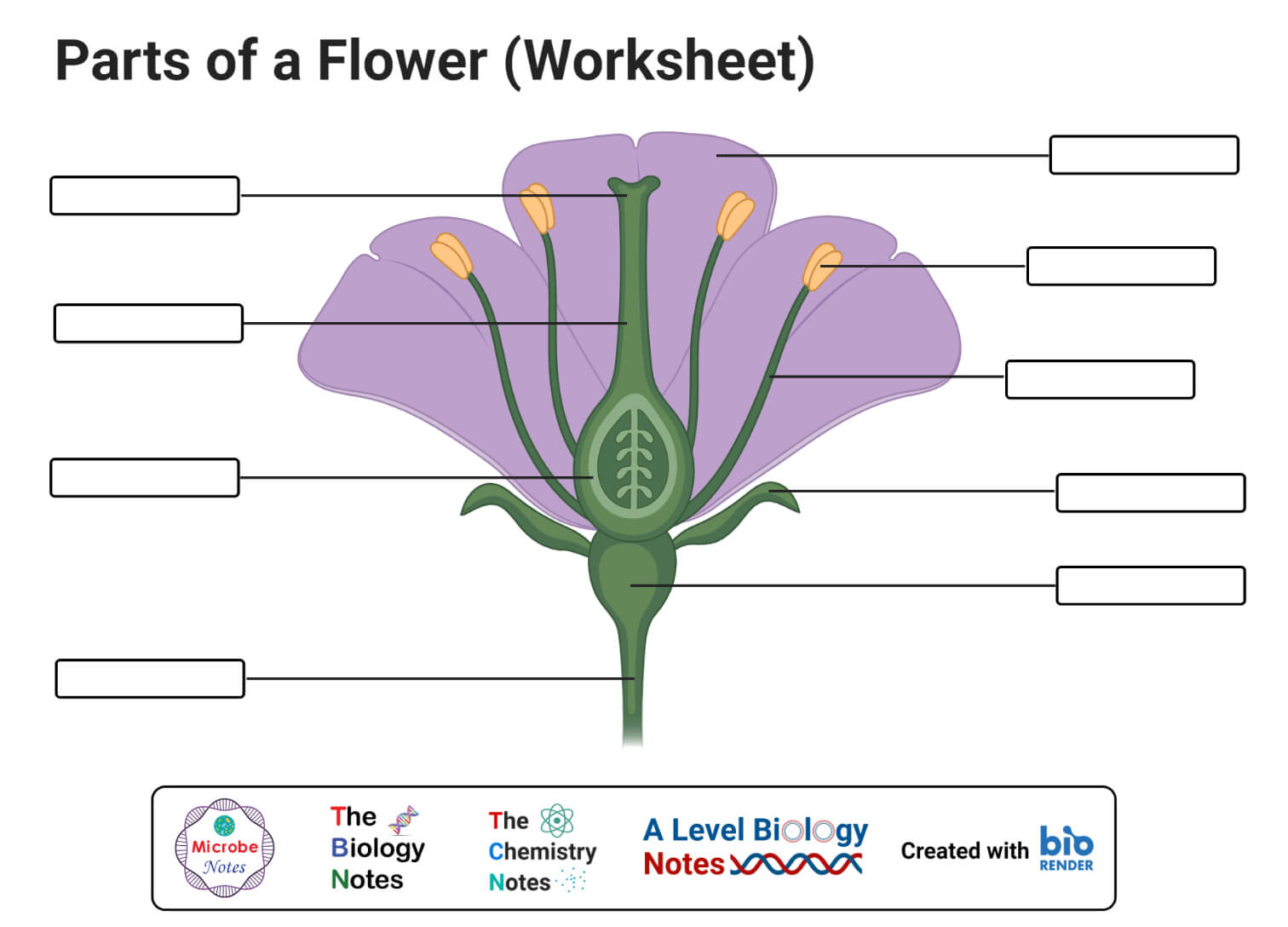 Monocot vs. Dicot Flower: Structure, 6 Differences, Examples
