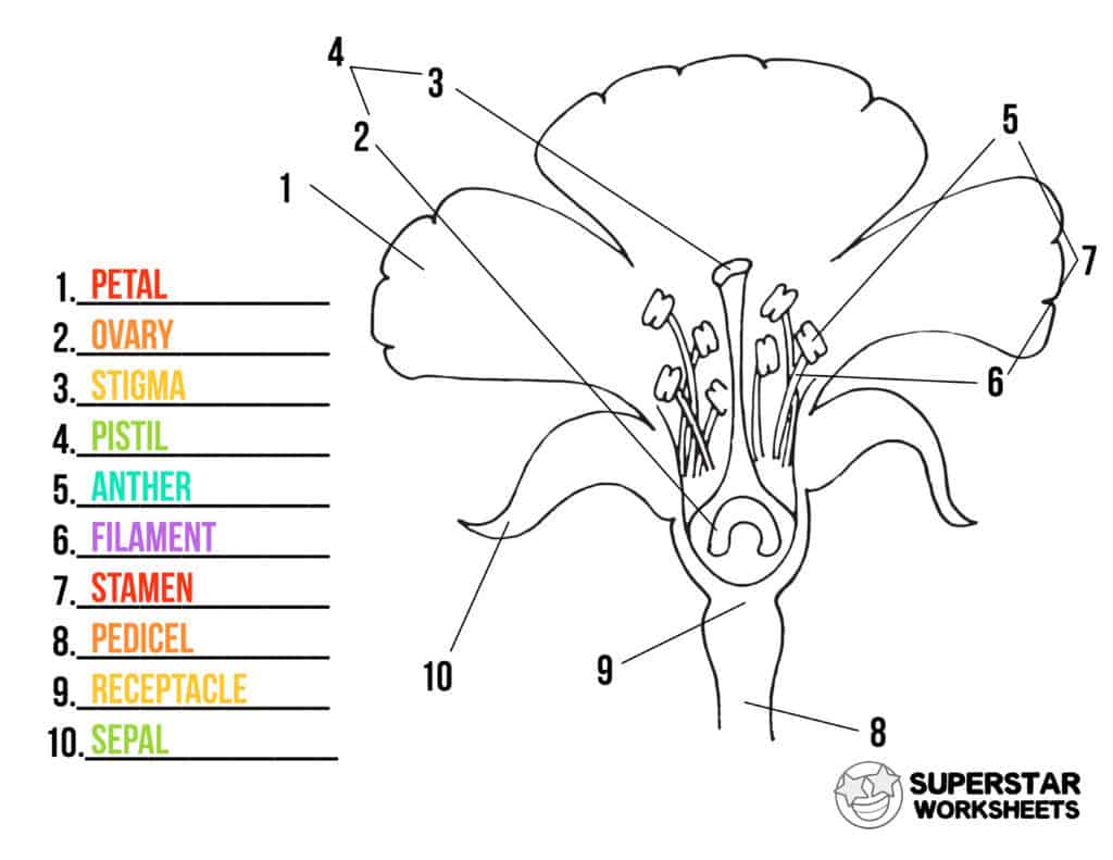 Parts of a Flower Worksheets -Worksheets Library