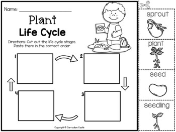 Plants: Plant Life Cycle Print &  Digital Activities BUNDLE
