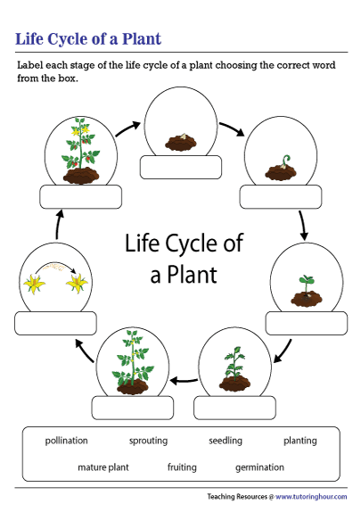 flower life cycle worksheet