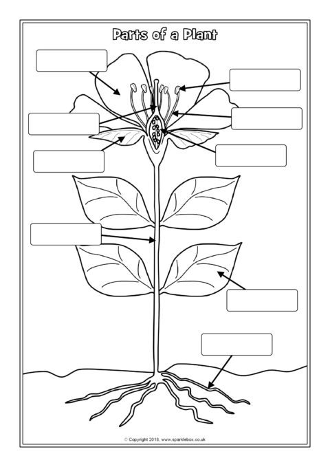 Parts of a Plant Labelling Worksheets (SB12380) - SparkleBox