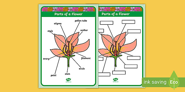Flower Labelled - Labelling a Flower Worksheet for Kids