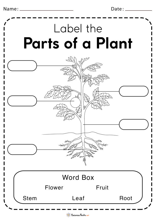 Parts of a Plant Worksheets - Free Printable