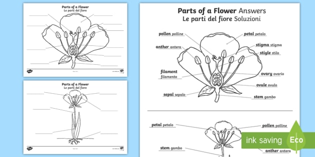 Parts of a Plant and Flower Labelling Worksheet / Worksheet ...