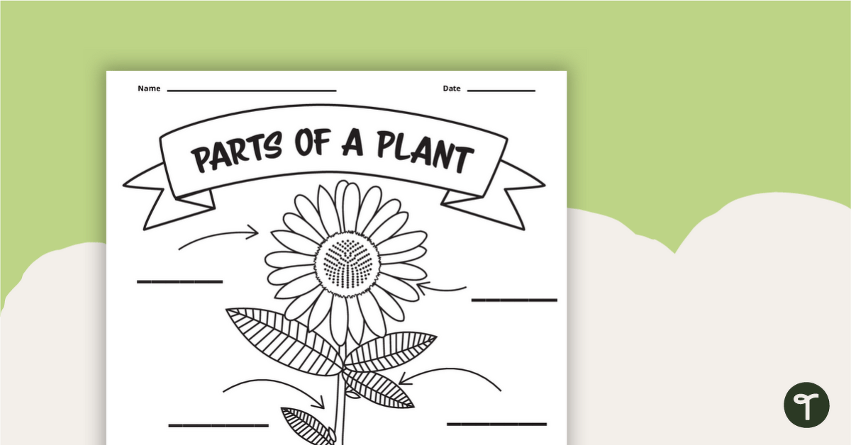 Parts of A Plant Worksheet | Teach Starter