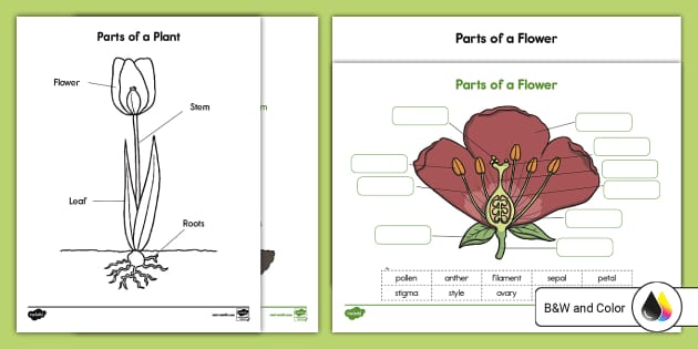 Parts of a Flower and Plant Labeling Activity for K-2nd Grade