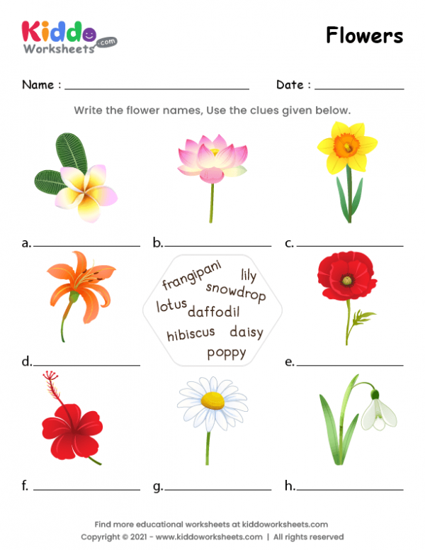 flowers printable worksheets