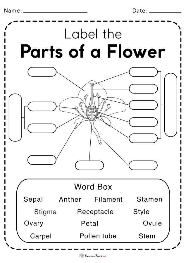 Parts of a Flower Worksheets - Free Printable