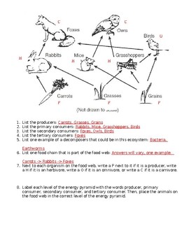 food chain and food web worksheet answers