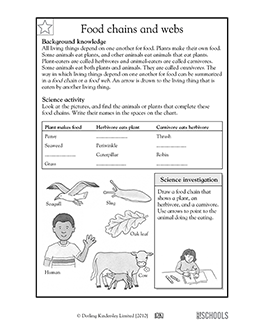 food chain and food web worksheet