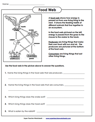 food chain and food web worksheet