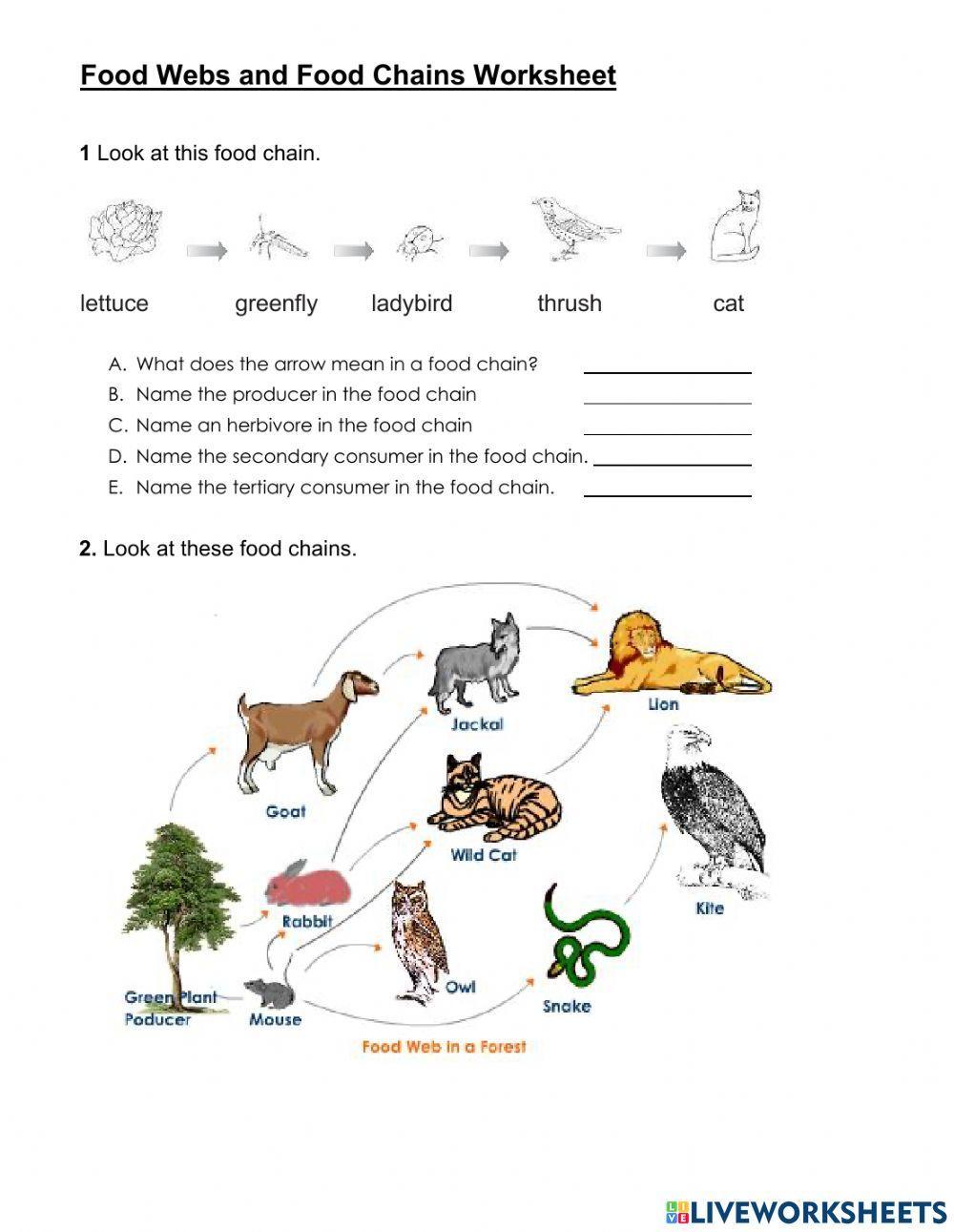 Food Chain And Food Web Interactive Worksheet Worksheets Library