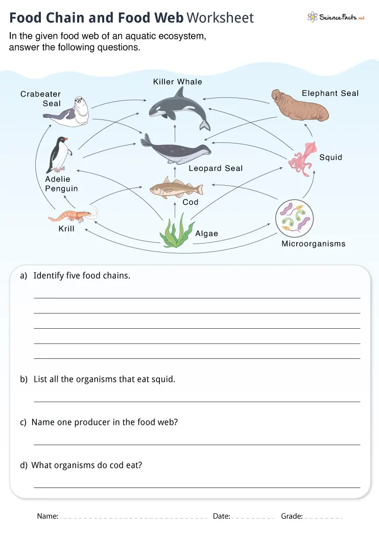 food chain food web worksheet