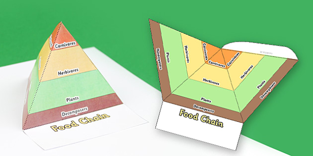 food chain pyramid worksheet