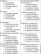 food chain quiz worksheet