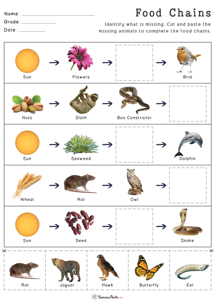 Food Chain Worksheets - Free Printables