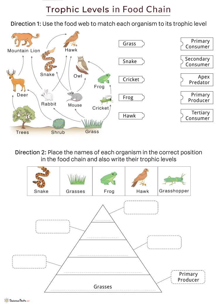 food chain worksheet 1 a