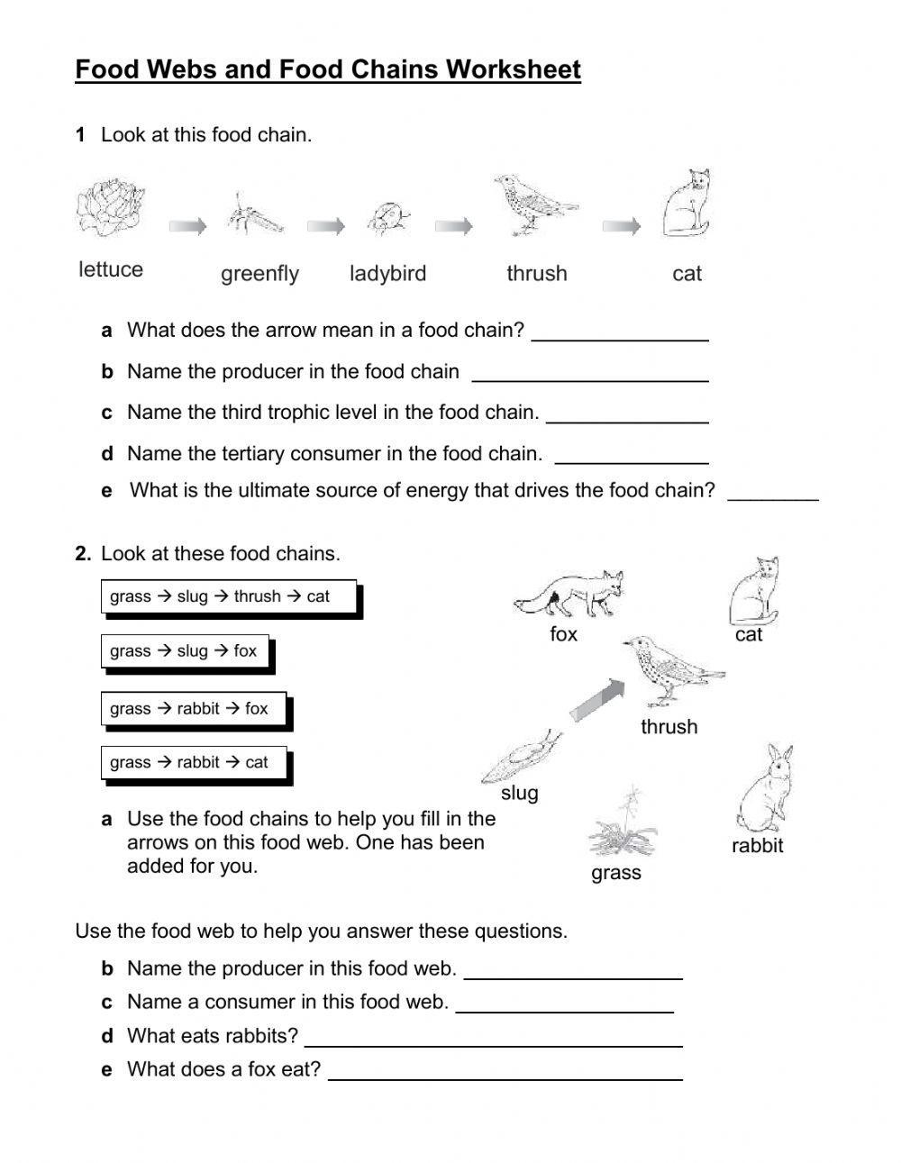 Food Chain exercise for HS  