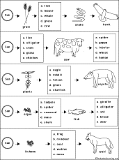 food chain worksheet answer key