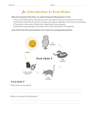 food chain worksheet answers